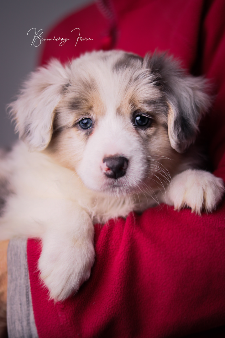 Ziggy - Slate Tri Merle border collie puppy