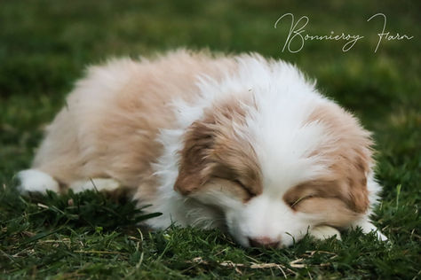 Enjai - Red and white border collie puppy