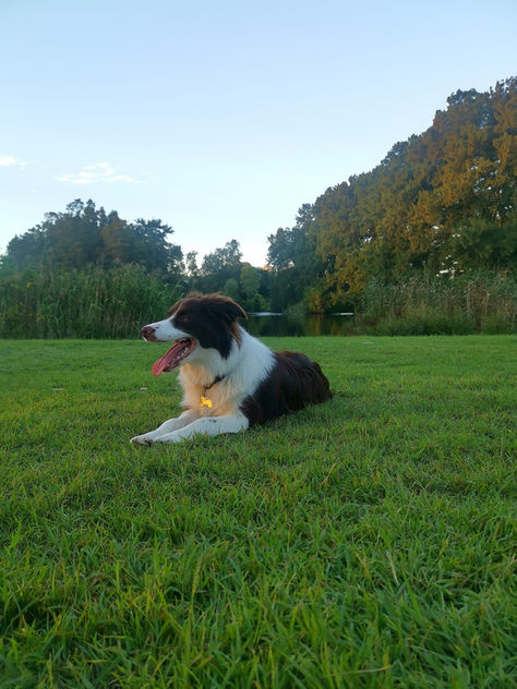 Isha - Chocolate and White border collie