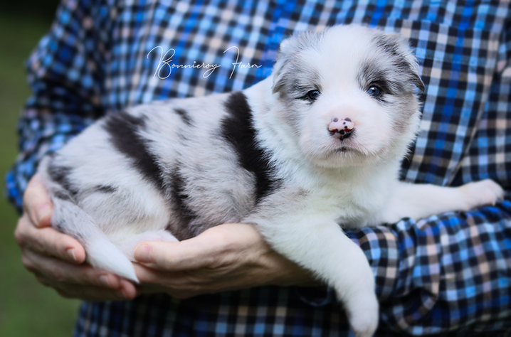 Bailey - Blue Merle border collie.