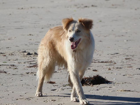 Jessie - Wheaten and White border collie