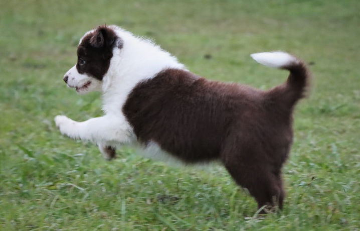 Roxy - Chocolate and white border collie puppy