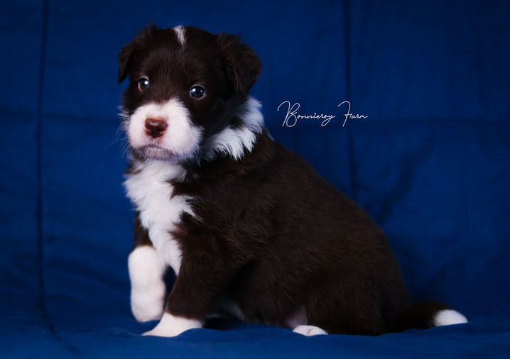 Suki - Chocolate and white border collie.