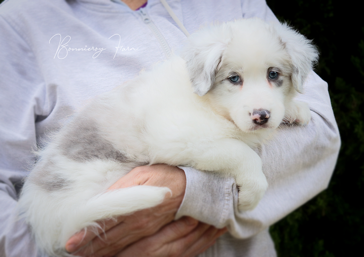 Willow Pearl - Lilac Tweed Merle border collie puppy.