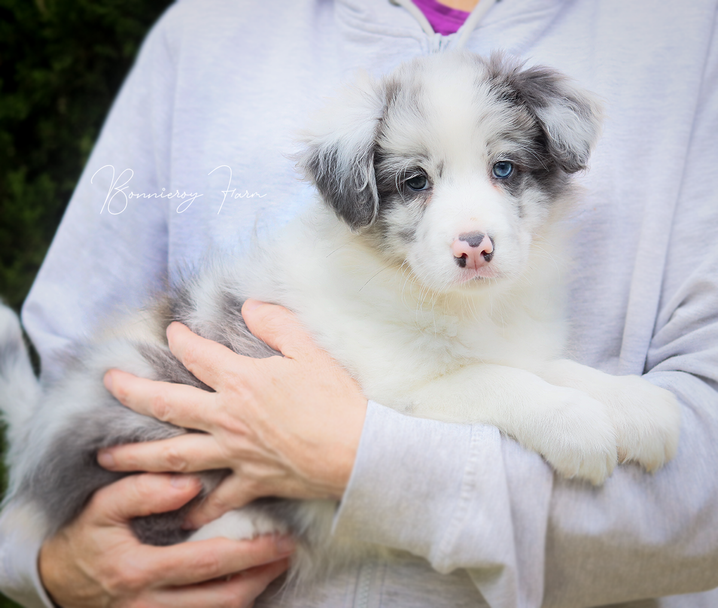 Zali - Slate Tri Merle border collie puppy.