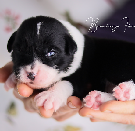 Pup 1 Black & White Girl - Winter Litter 2 - 23.6.24 (2 of 4).png