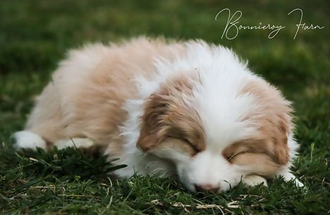 Pedigree red and white border collie puppy