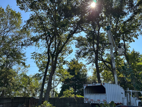 Supporting Local Businesses in Clarksville: Forrester Tree Services