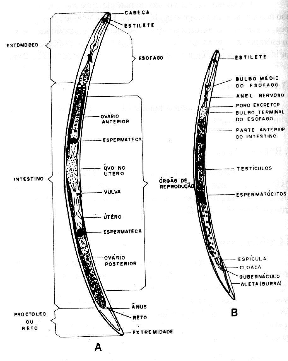 Estilete Insectos Nematologia