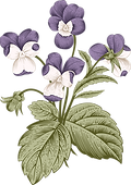 Botany    