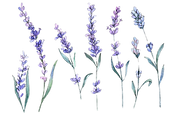 plant-lavender-watercolor-png-mystocks-6