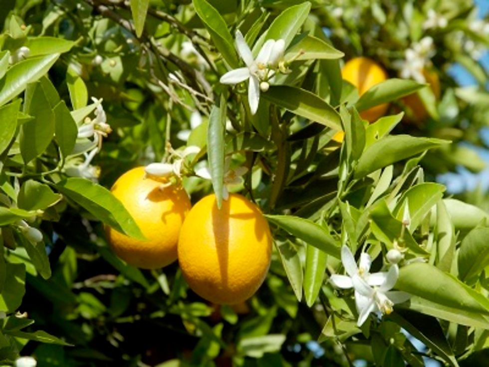 Pomelo 10 ml