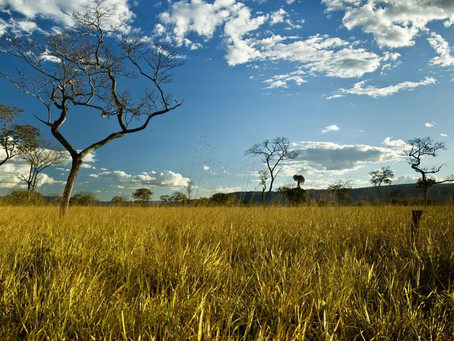Para reforçar a conservação ambiental, Palácio do Buriti lançou o projeto "Conserva Cerrado