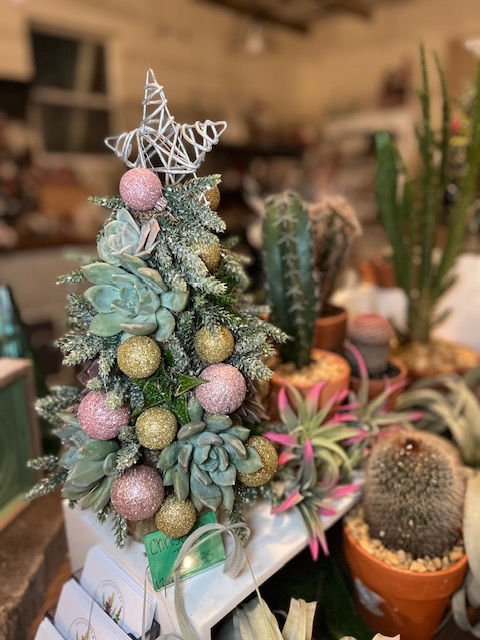 Workshop: Succulent Christmas Tree | Jumbos Pumpkin Patch
