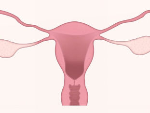 Uterus