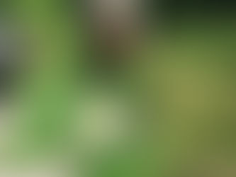 Debbie Barnes: Chair-Holly Rood