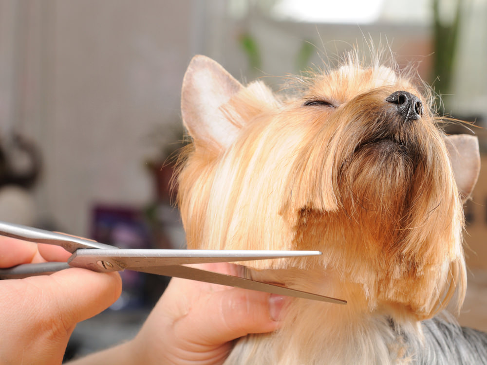 Servicio de Corte de Cabello