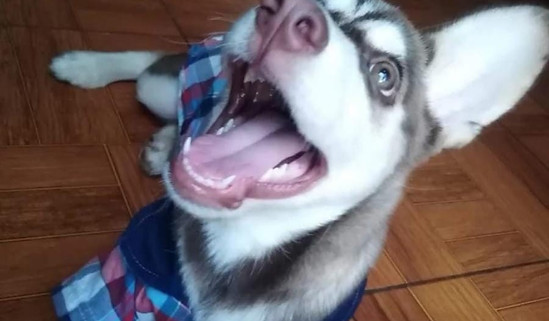 Bolt.jpeg