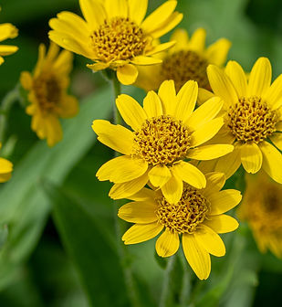 Yellow Arnica (Arnica Montana) herb blos