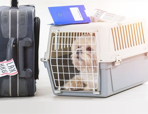 United Airlines Baggage Allowance For Pets