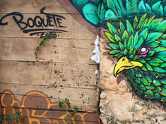 Avistamiento de aves en Boquete: el paraíso del quetzal