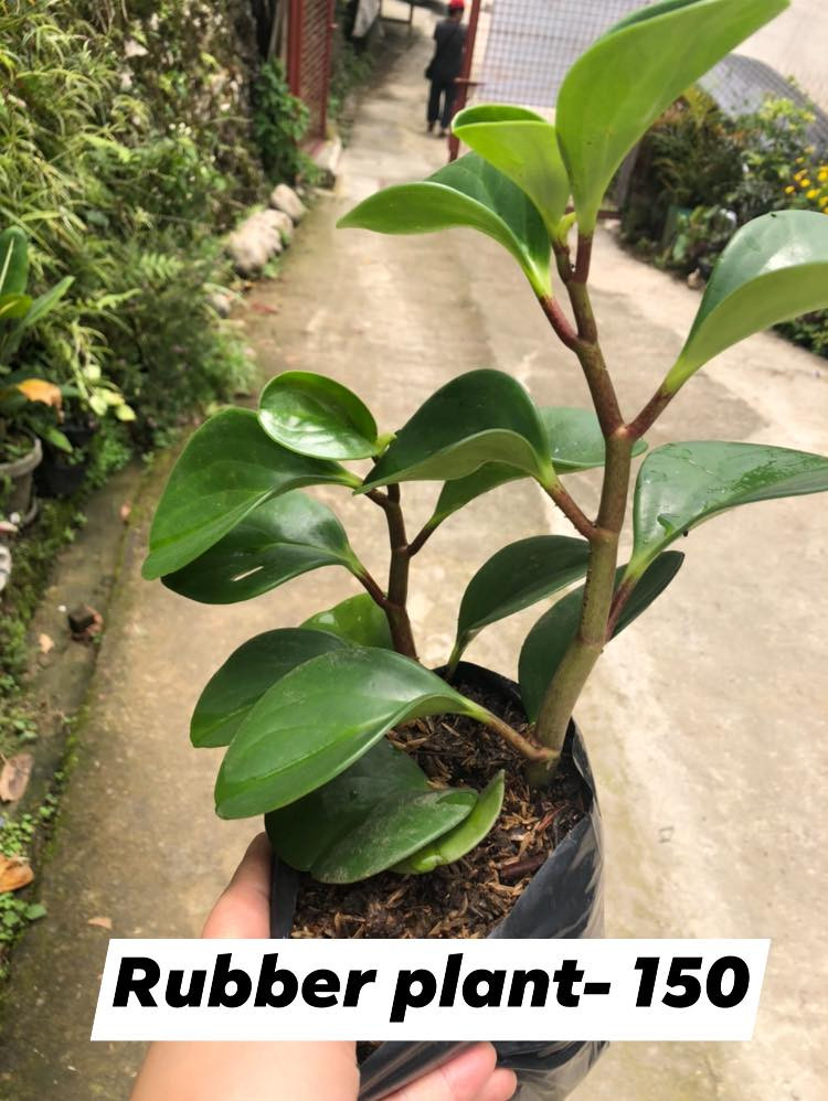 Thumbnail: Rubber Plant (Variegated)
