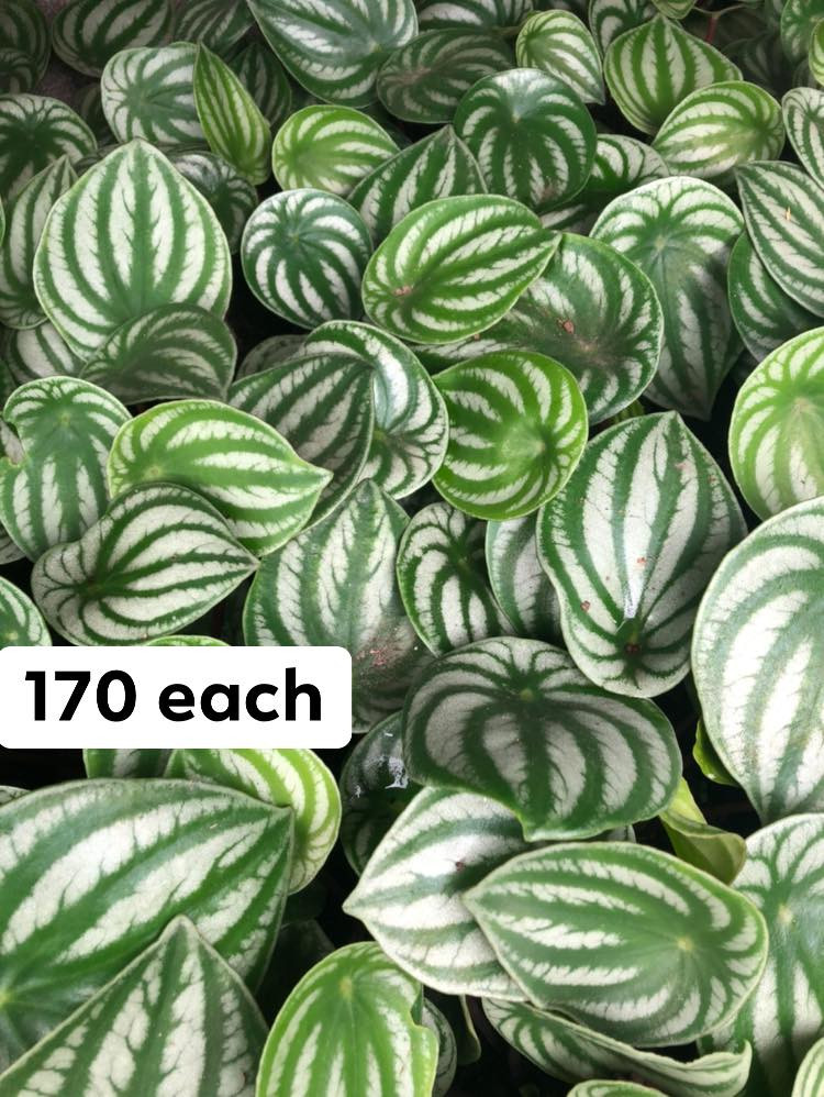 Thumbnail: Watermelon Peperomia