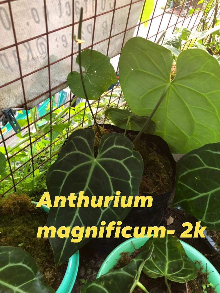 Thumbnail: Anthurium Magnificum (RARE)