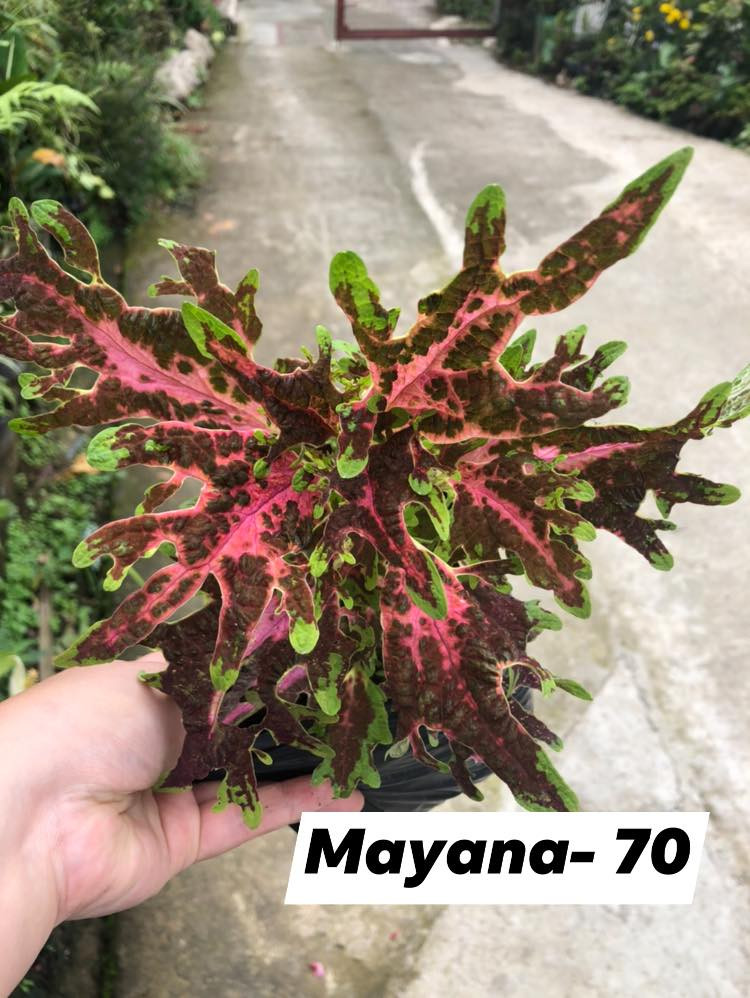 Thumbnail: Colorful Mayanas