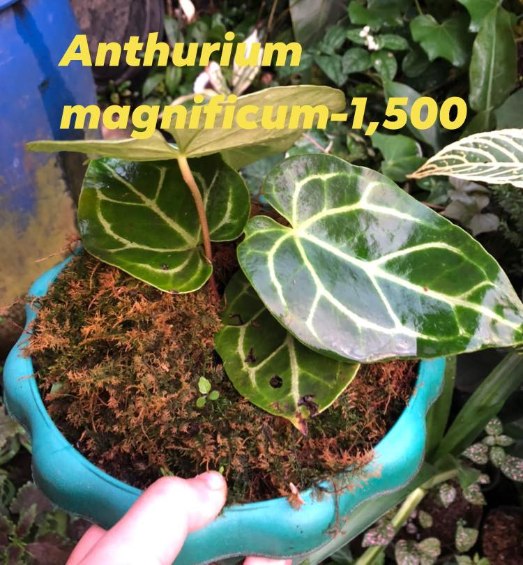 Thumbnail: Anthurium Magnificum (RARE)