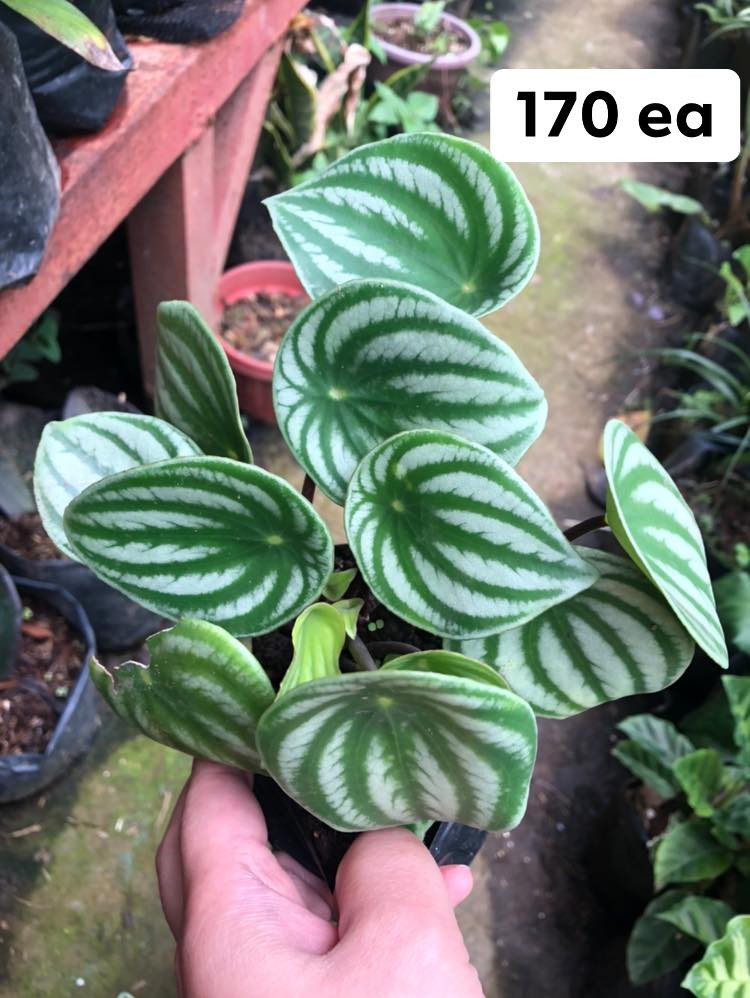 Thumbnail: Watermelon Peperomia