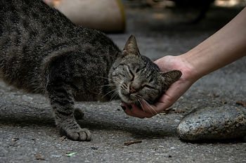 aider un chat en faisant un don