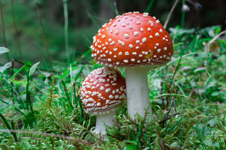 PSILOCYBIN MUSHROOMS