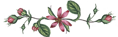 separador