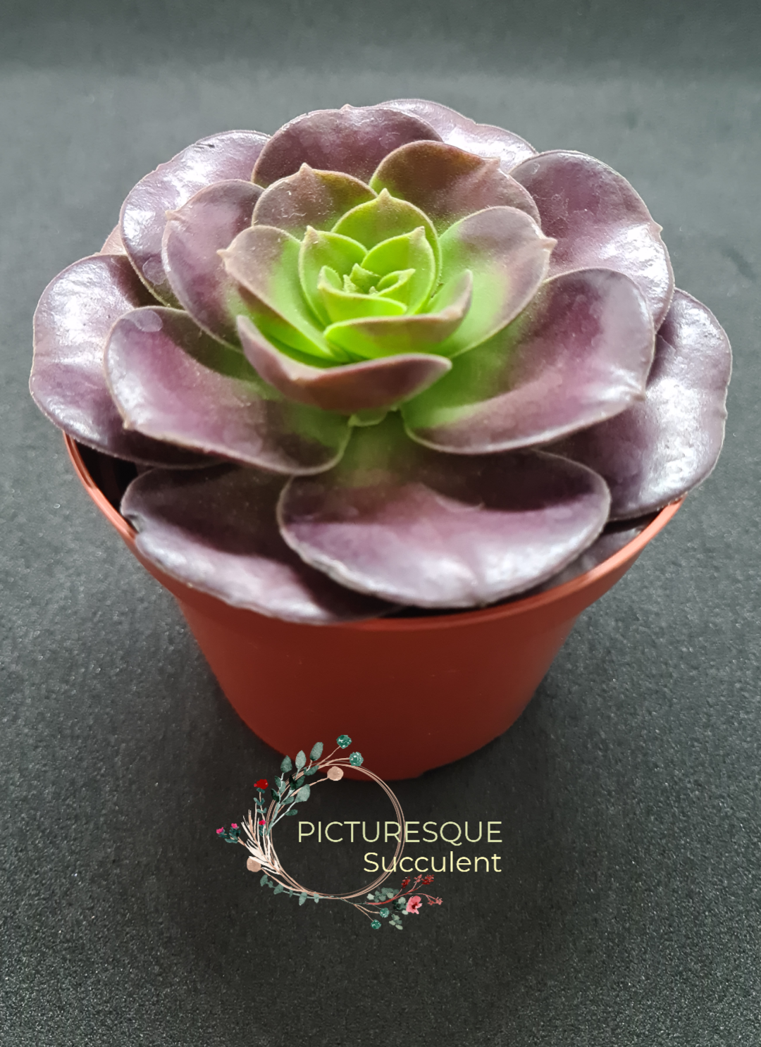 Mini Aeonium Velour