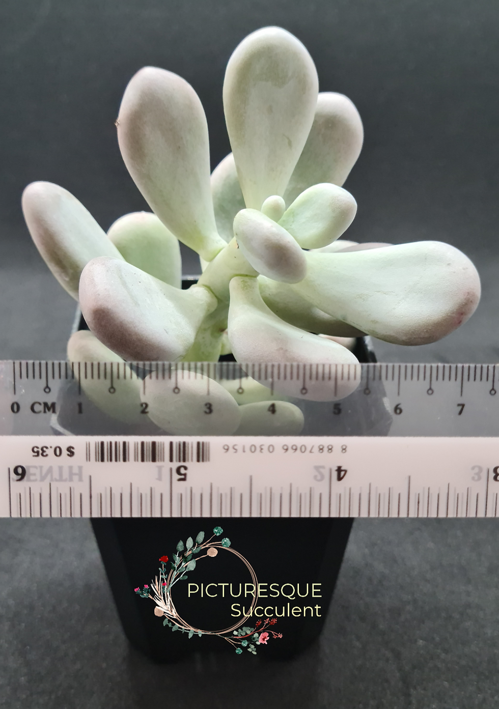 Thumbnail: Pachyphytum Oviferum