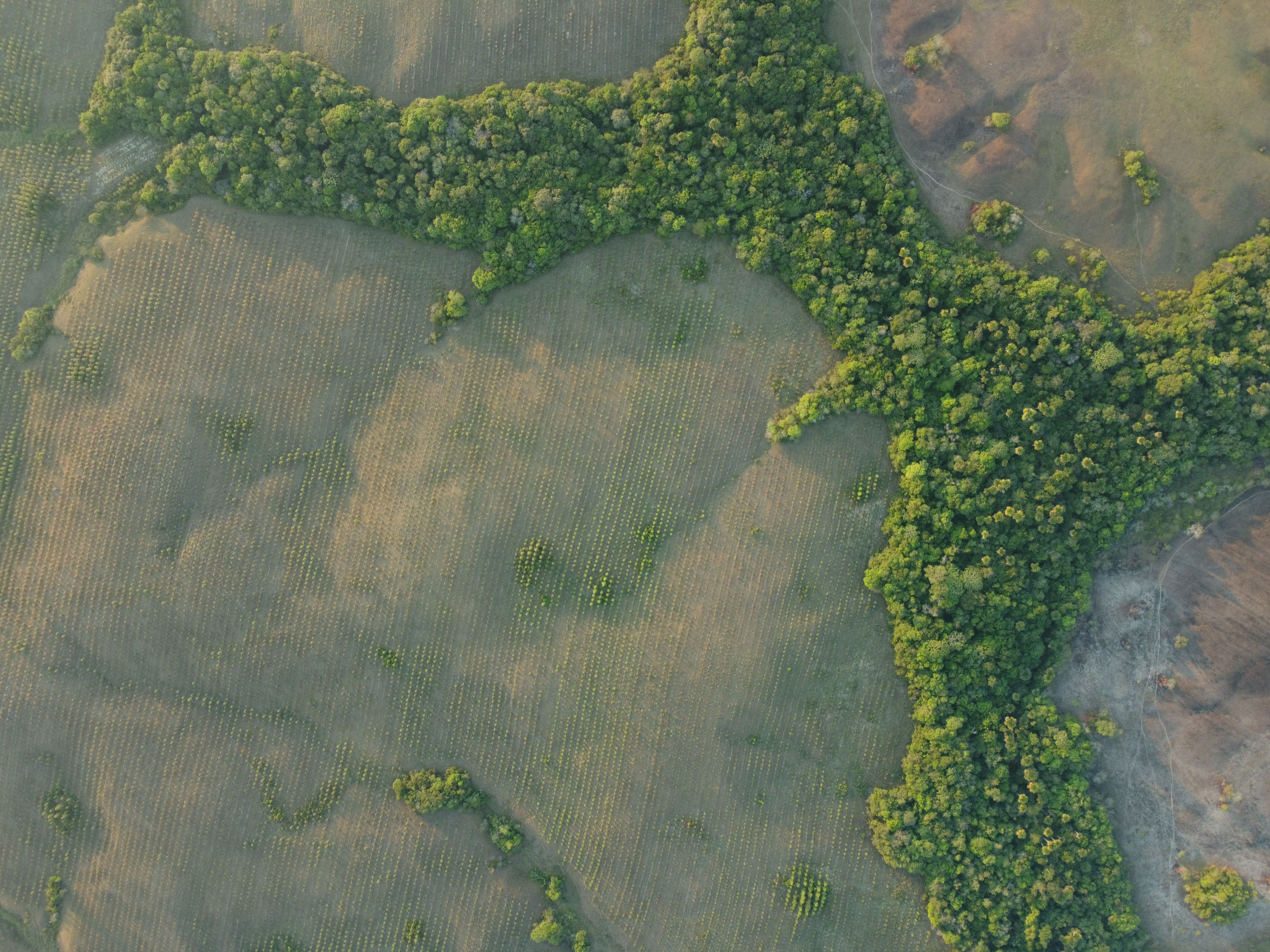 Conservation of 10.000m2 Native Forest in Colombia for 10 Years