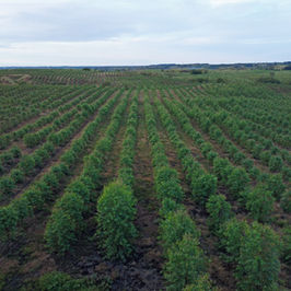 Reforestation