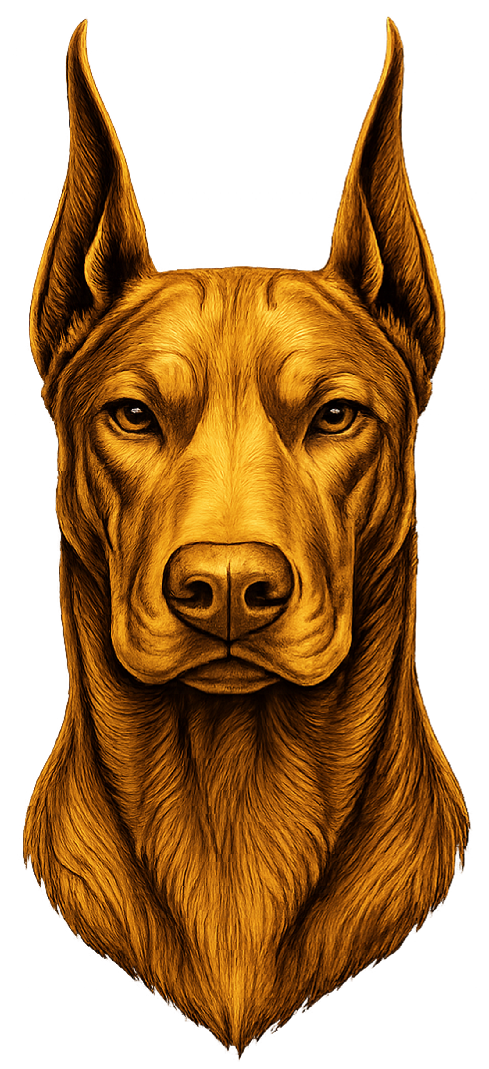 Tête Dobermann - Référence : DOBTETE6