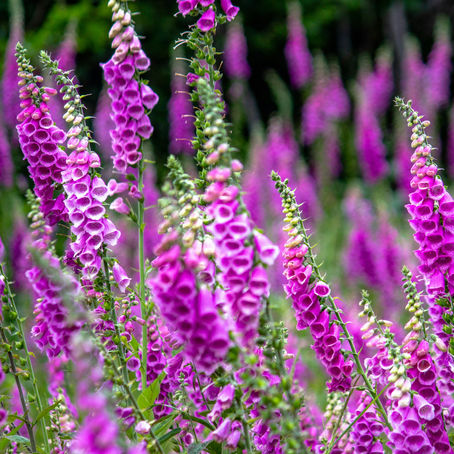 Wildflowers are Spreading