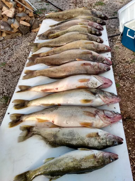 Walleye Lined Up