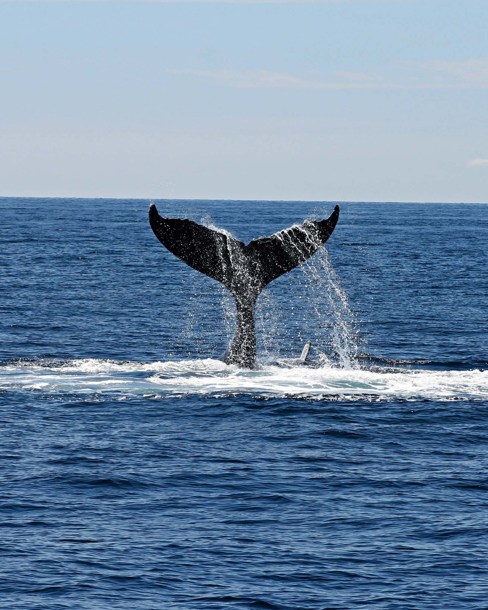 Ballena en el mar en Puerto Escondido