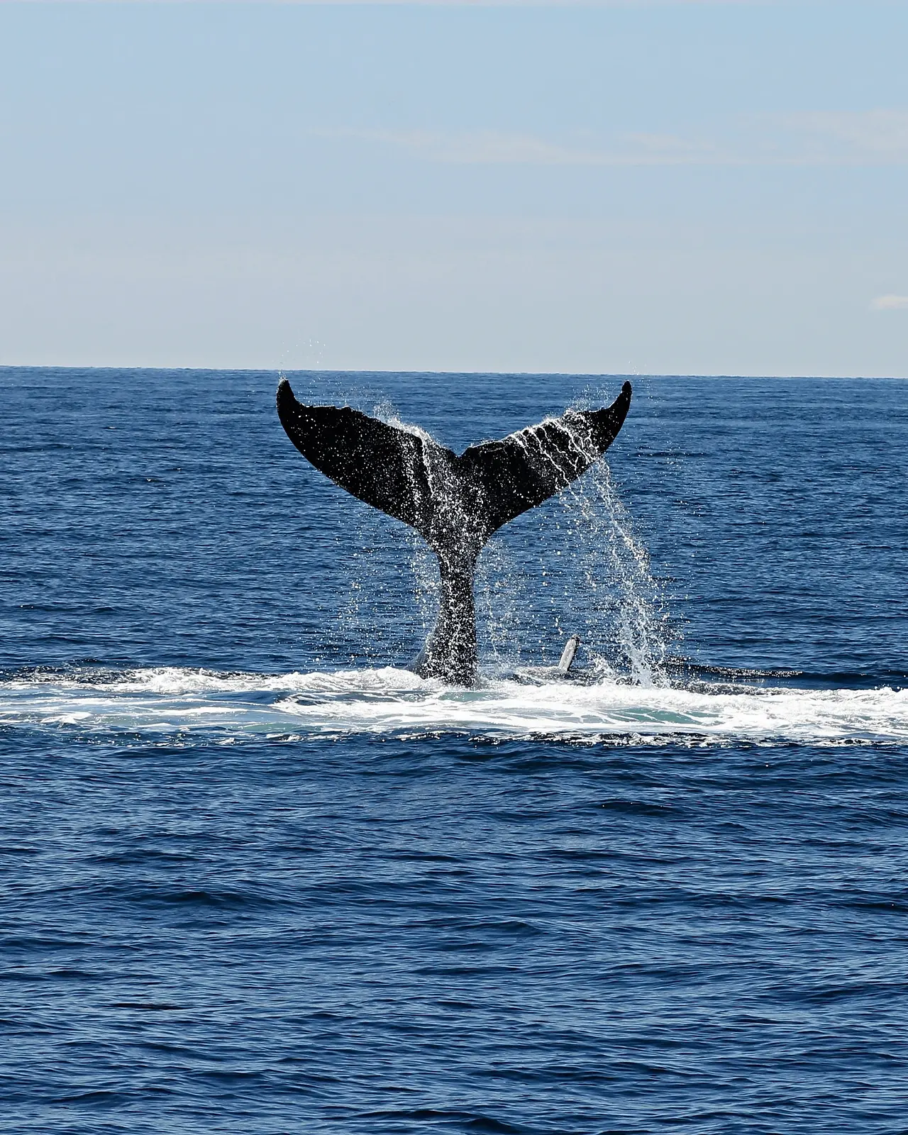 whale in puerto escondido