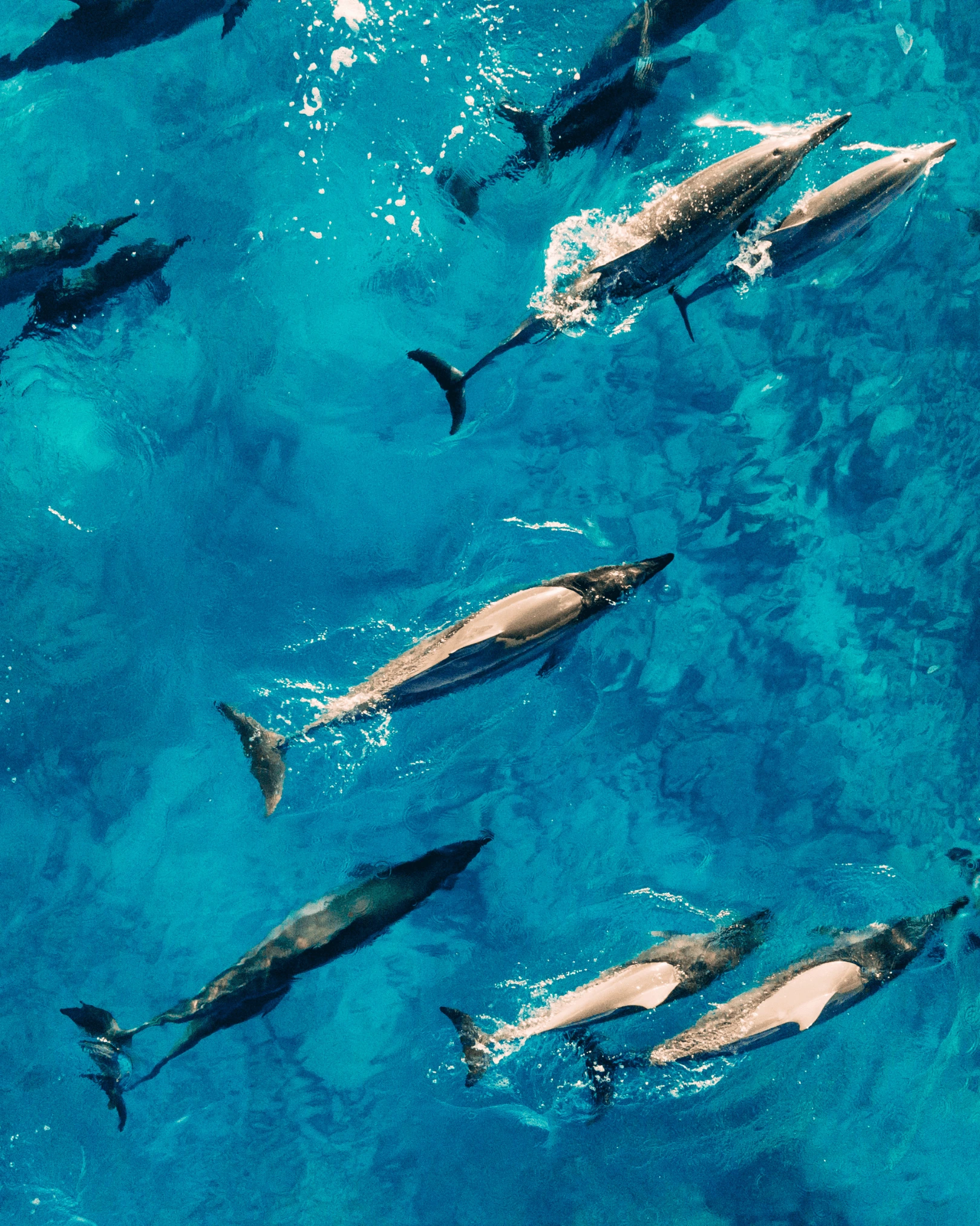 delfines en el mar