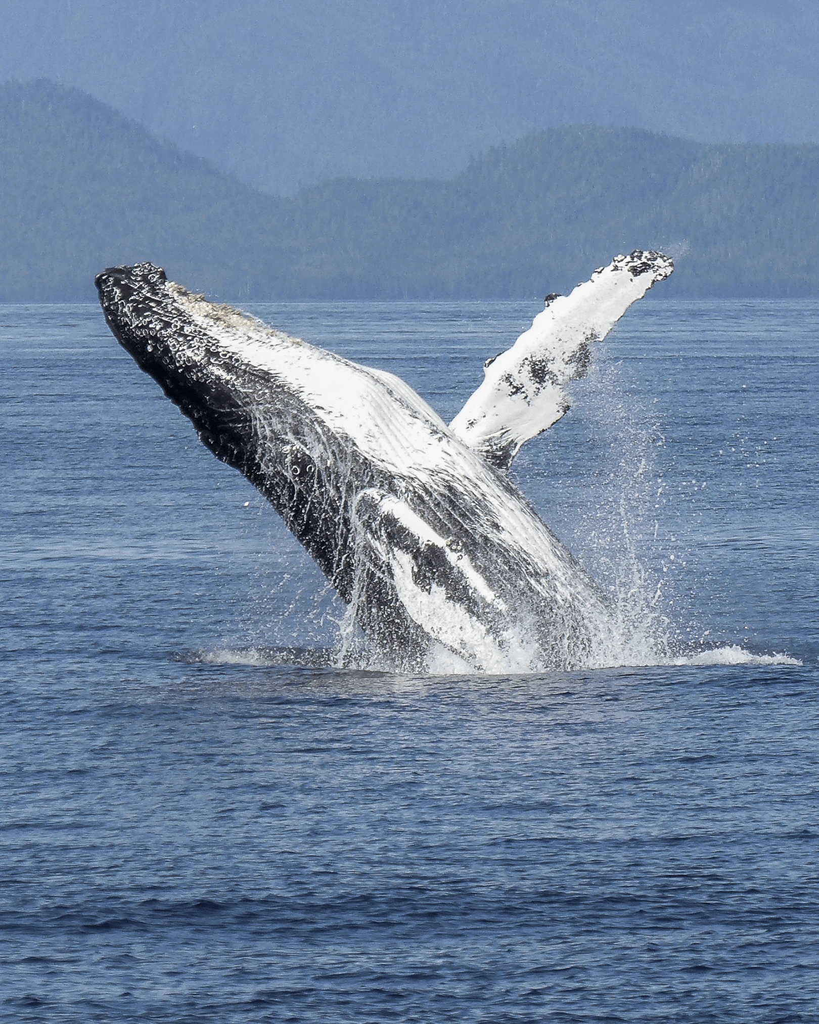 Ballenas en Puerto Escondido