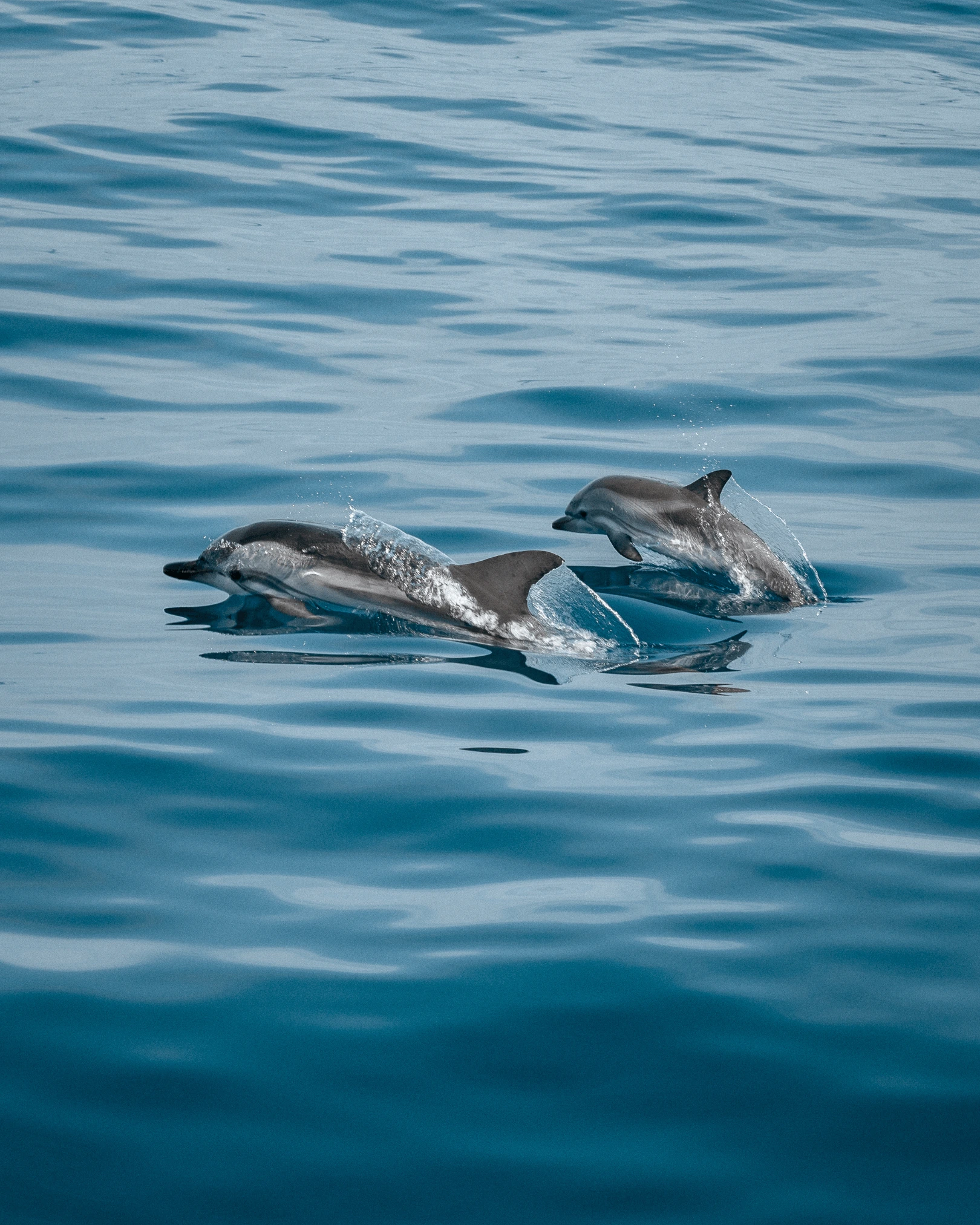 avistamiento de delfines