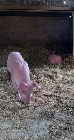 varkens in hun slaapplaats