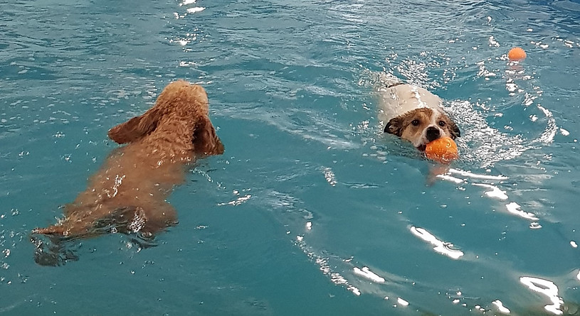 Dog Splash both dogs good one.jpg
