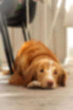 duck tolling toller retriever hund ligger på gulvet under en stol