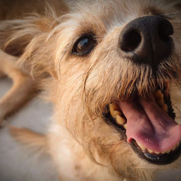 Llegará este domingo 14 de abril, la 7ma. edición de la Expo Mascotas